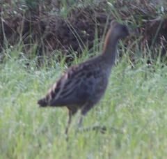 Gallicrex cinerea