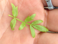 Limnanthes