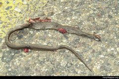 Thamnophis melanogaster