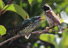 Diederik Cuckoo photo 6