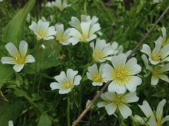 Limnanthes