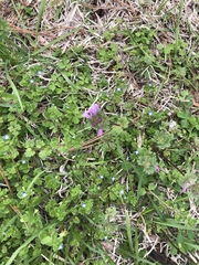 Lamium amplexicaule