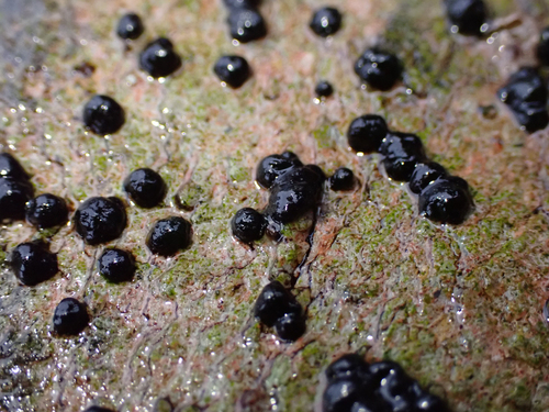 Rivularia atra observed 2024-02-08