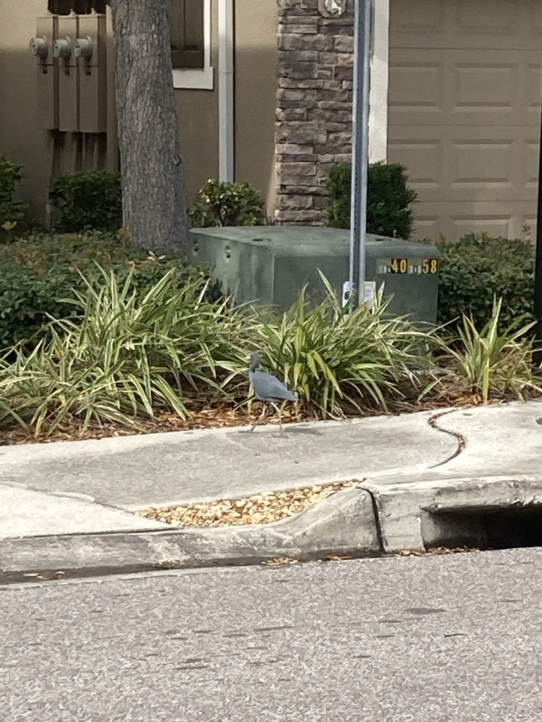 Little Blue Heron from Schooner Cove, Tampa, FL, US on February 8, 2024
