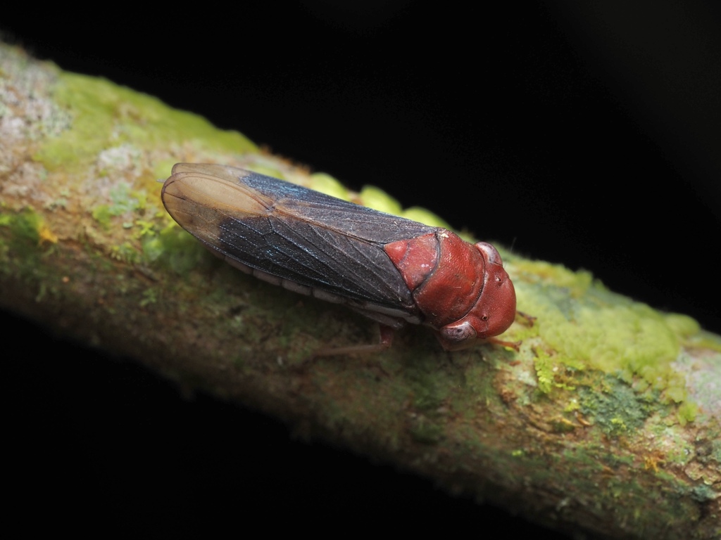 Oncometopia rubescens