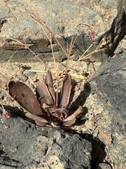 Nakedstem paramollugo (Paramollugo nudicaulis)