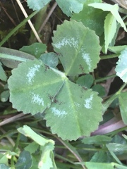 Trifolium reflexum