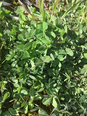 Trifolium reflexum