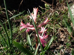 Hyacinthus