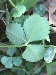 Trifolium reflexum