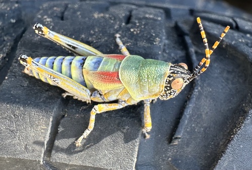 Elegant grasshopper