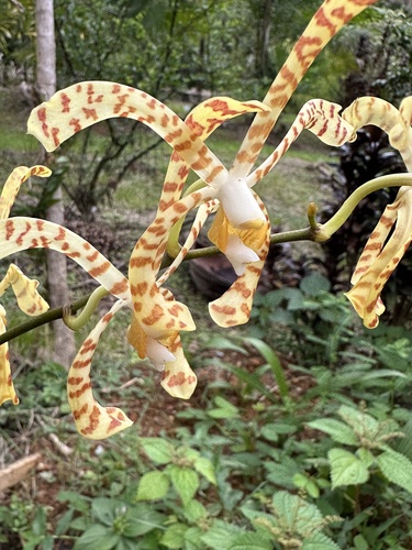 Foto de Orquídea-aranha