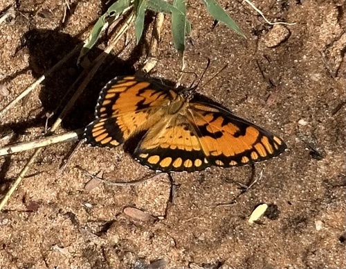 Spotted Joker