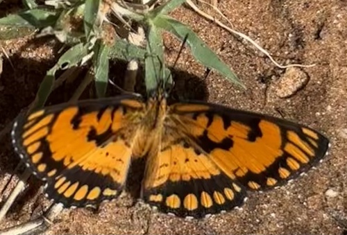 Photo of Spotted Joker (Byblia ilithyia)