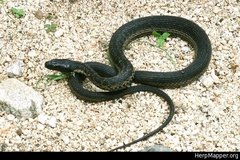 Thamnophis validus celaeno