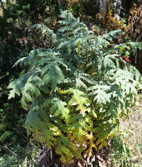 Cirsium subcoriaceum image