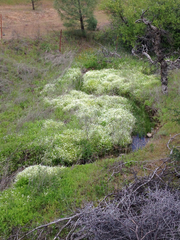 Limnanthes