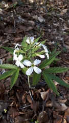 Cardamine heptaphylla