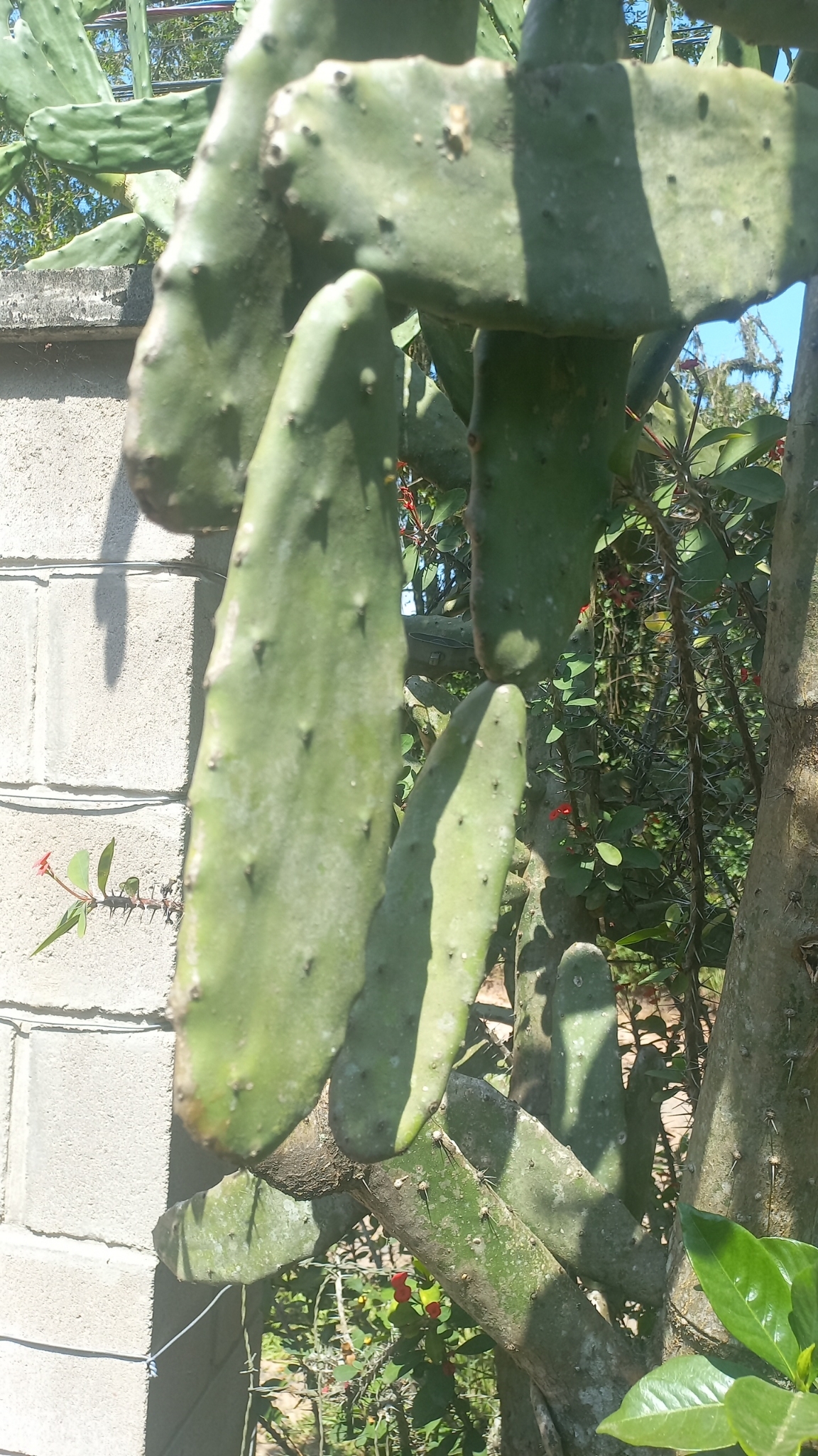 Opuntia cochenillifera