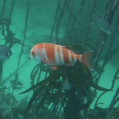 Chrysoblephus gibbiceps