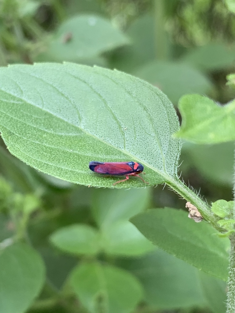 Erythrogonia separata