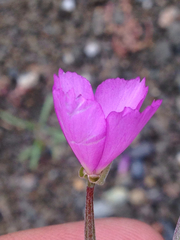 Clarkia gracilis