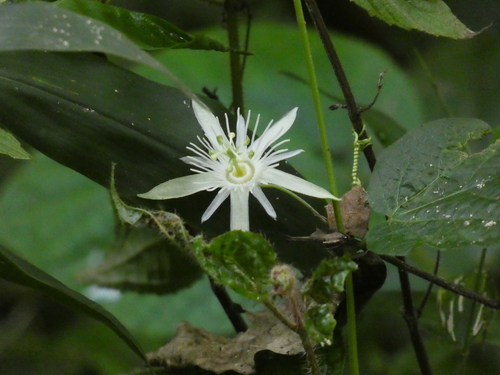 Image of Passiflora capsularis by (c) agujaceratops, some rights reserved (CC BY)