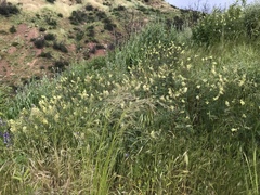 Astragalus trichopodus antisellii