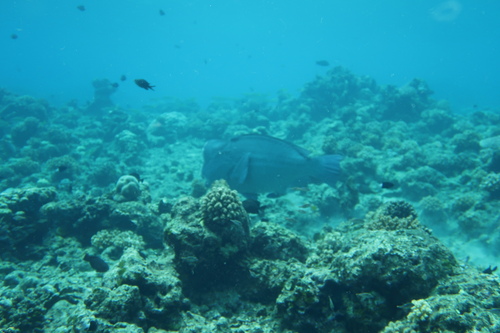 Bumphead Parrotfish