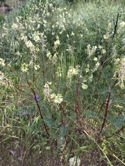 Astragalus trichopodus antisellii