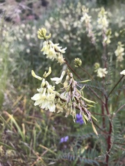 Astragalus trichopodus antisellii
