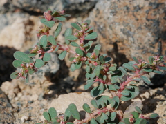 Euphorbia granulata