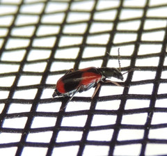 Anthocomus equestris