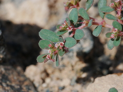 Euphorbia granulata