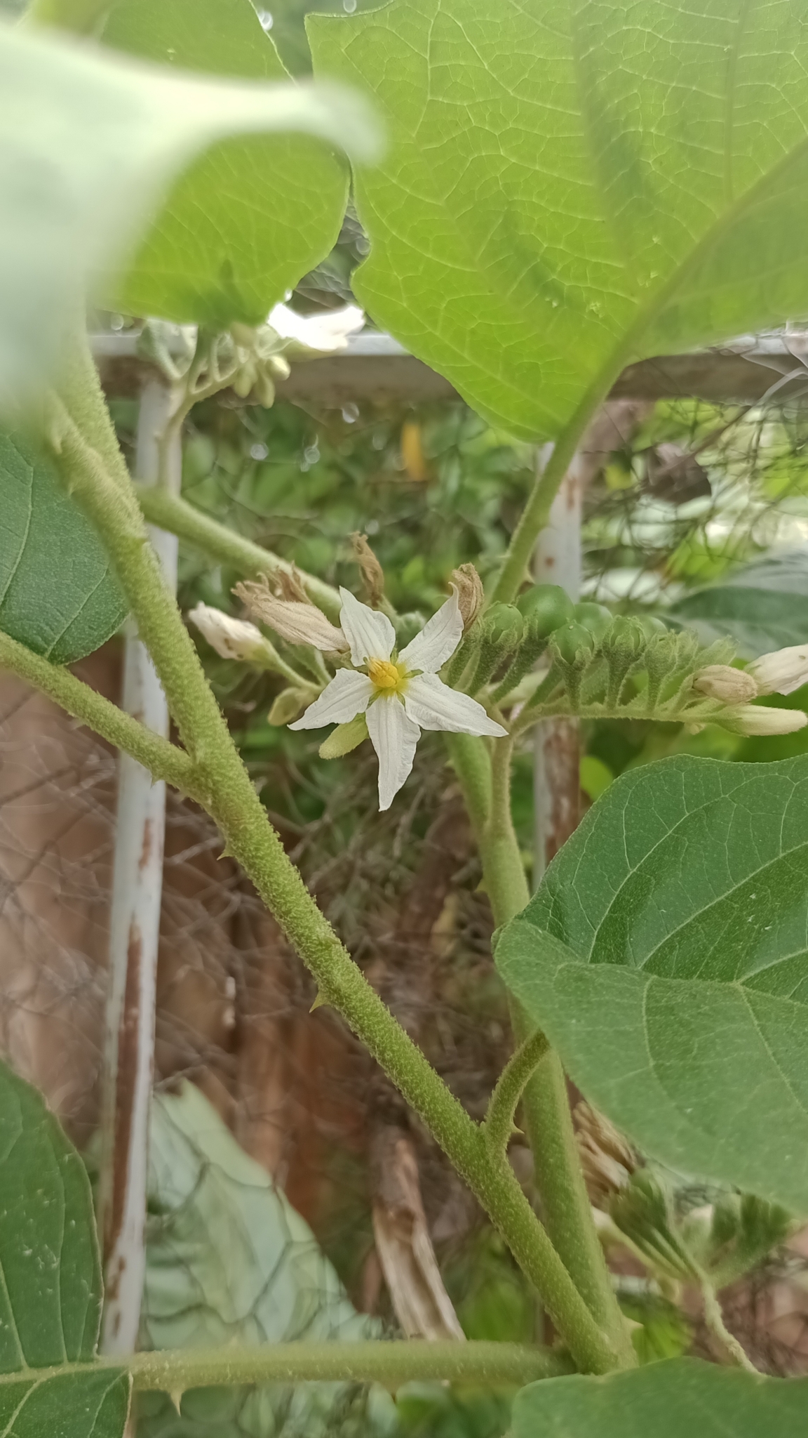 Imagem de Tomatinho-do-mato