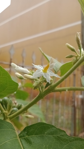 Foto de Tomatinho-do-mato