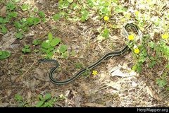 Thamnophis proximus proximus