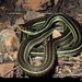 Gulf Coast Ribbon Snake - Photo (c) Chris Harrison, some rights reserved (CC BY-NC), uploaded by Chris Harrison