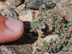 Euphorbia granulata