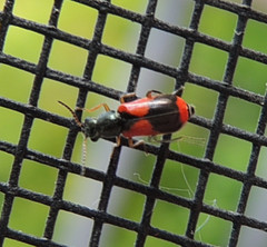 Anthocomus equestris