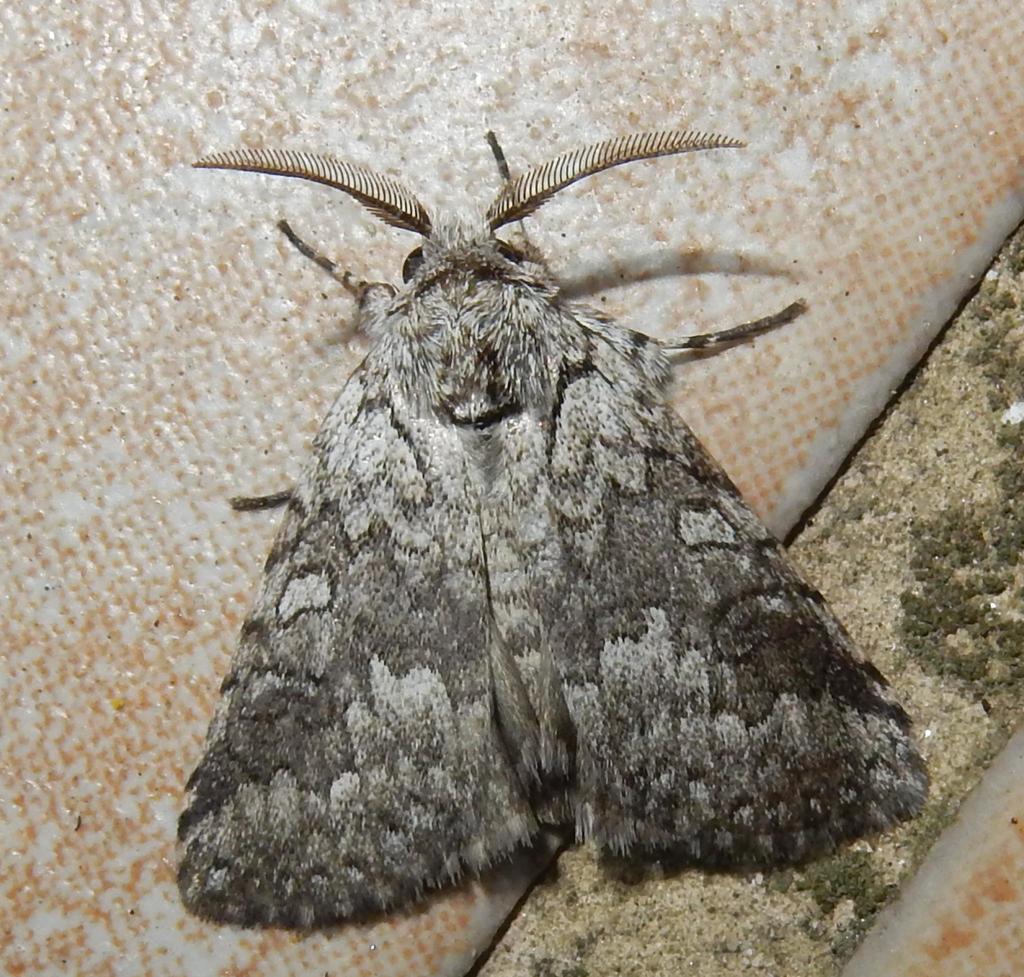 Dicranuropsis vilis