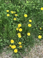 Taraxacum