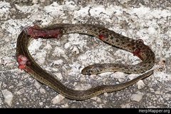 Thamnophis marcianus praeocularis