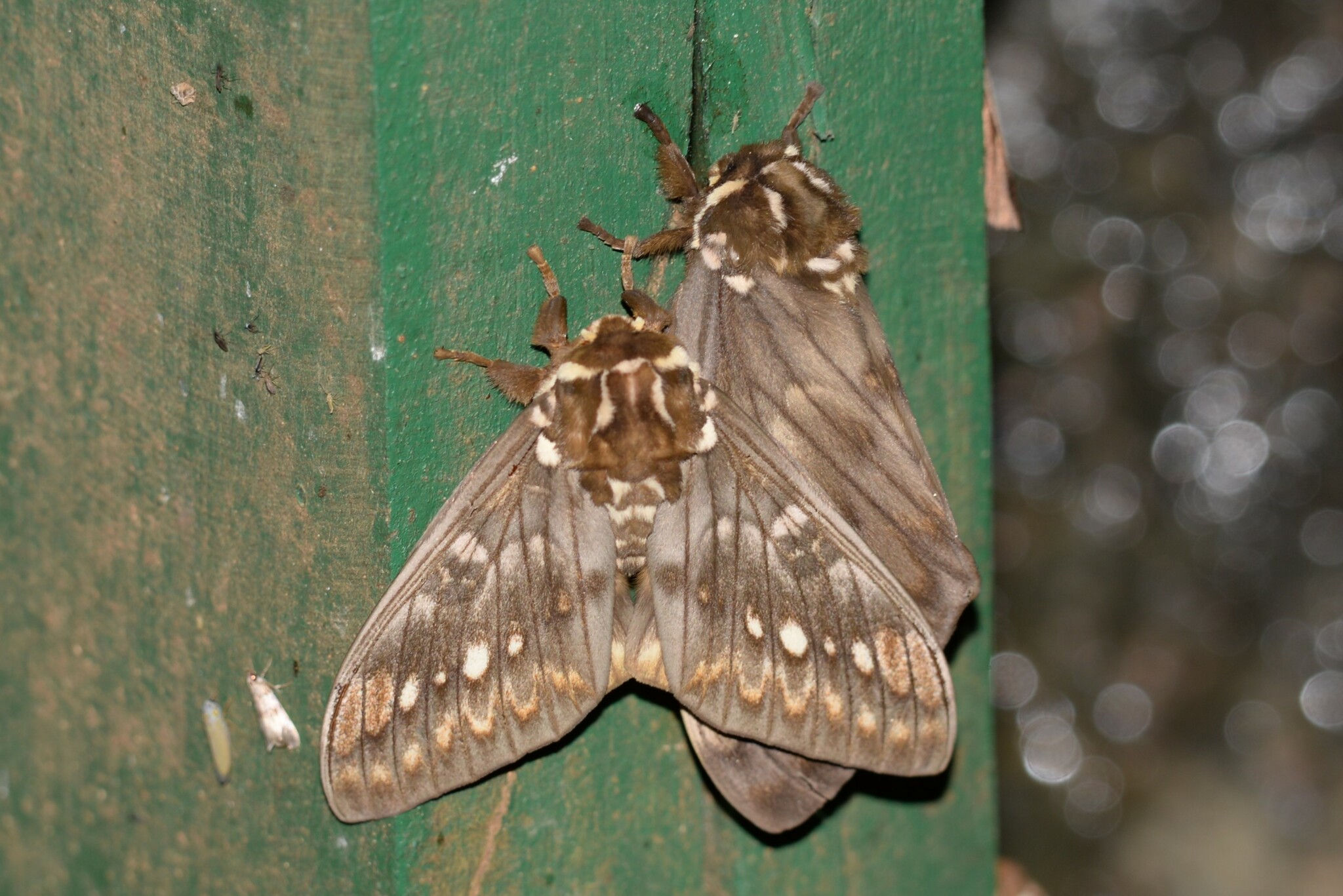 Citheronia bellavista image
