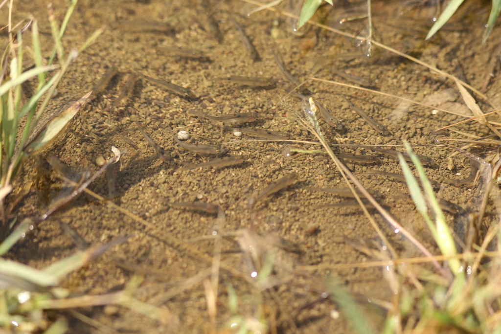Chennai Sawfin Barb