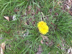 Taraxacum