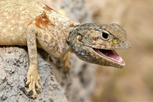 Tuwaiq Agama, Pseudotrapelus tuwaiqensis