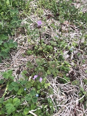 Lamium amplexicaule