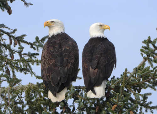 Bald Eagle photographed in Oregon