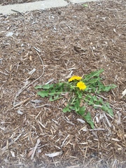 Taraxacum officinale